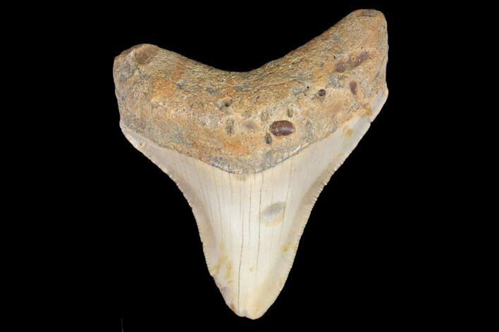 Juvenile Megalodon Tooth - North Carolina #147749